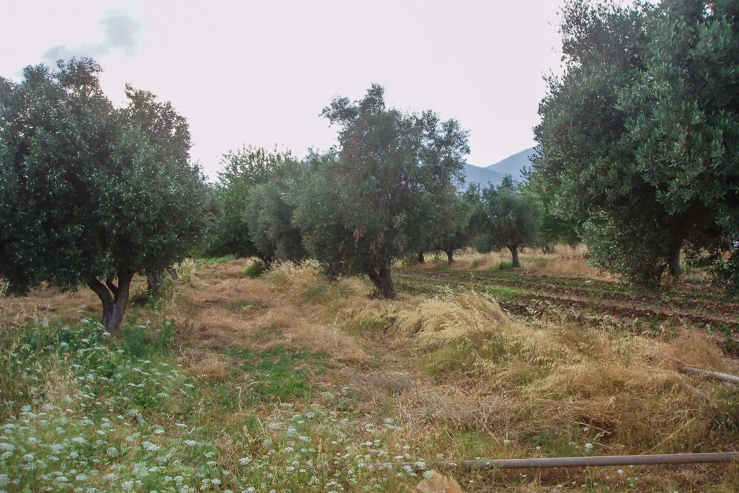 Property 21 - Photo 8703